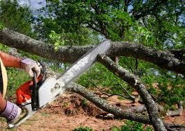 Best Commercial Tree Services  in Lake Wales, FL